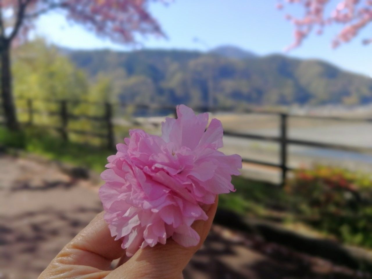 f:id:adagio-nijiiro:20190415150239j:image