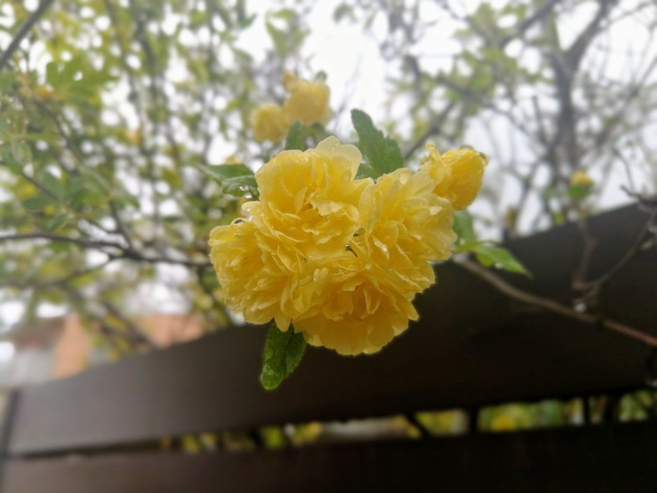 f:id:adagio-nijiiro:20190417102249j:image f:id:adagio-nijiiro:20190417102249j:image
