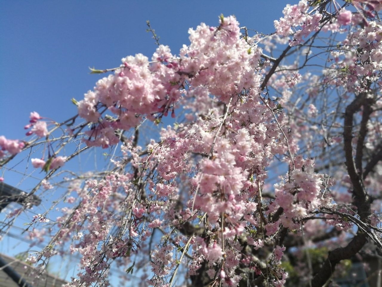 f:id:adagio-nijiiro:20190417133945j:image f:id:adagio-nijiiro:20190417133945j:image