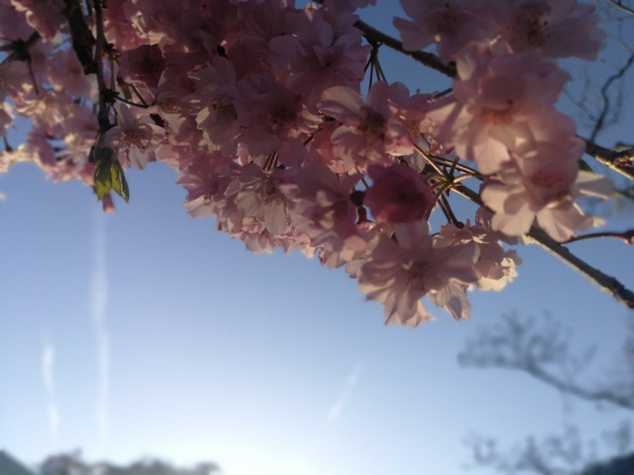 f:id:adagio-nijiiro:20190417134058j:image f:id:adagio-nijiiro:20190417134058j:image