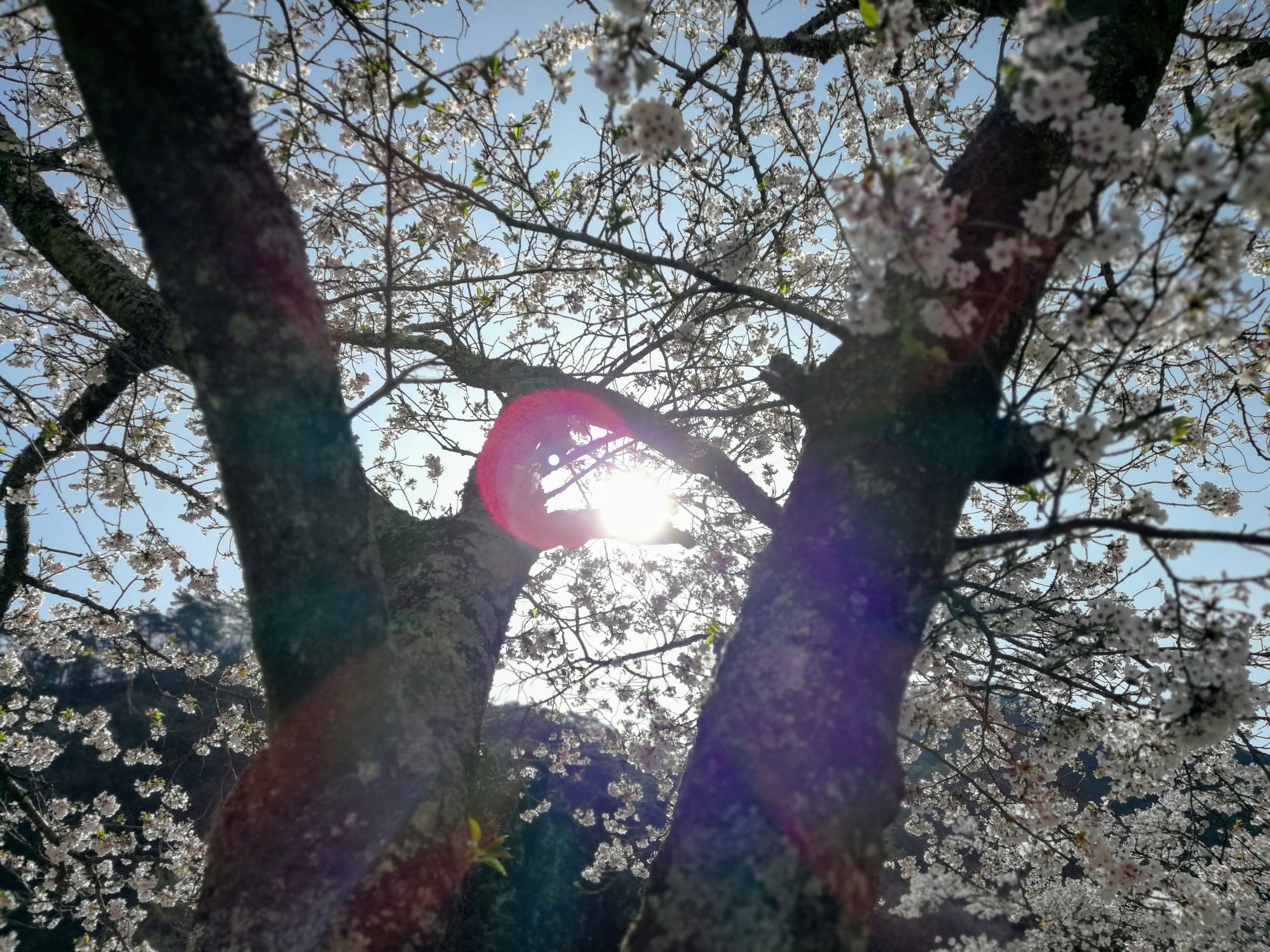 f:id:adagio-nijiiro:20190423134257j:image