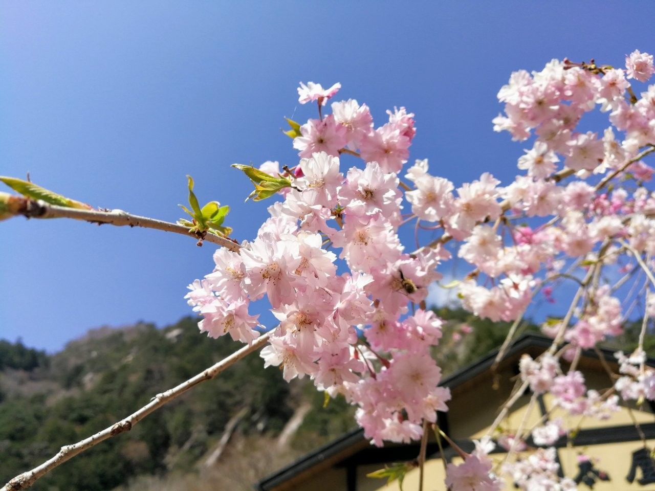 f:id:adagio-nijiiro:20190423142555j:image