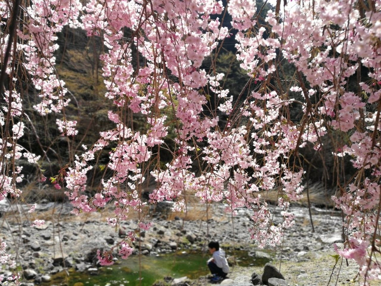 f:id:adagio-nijiiro:20190423142746j:image