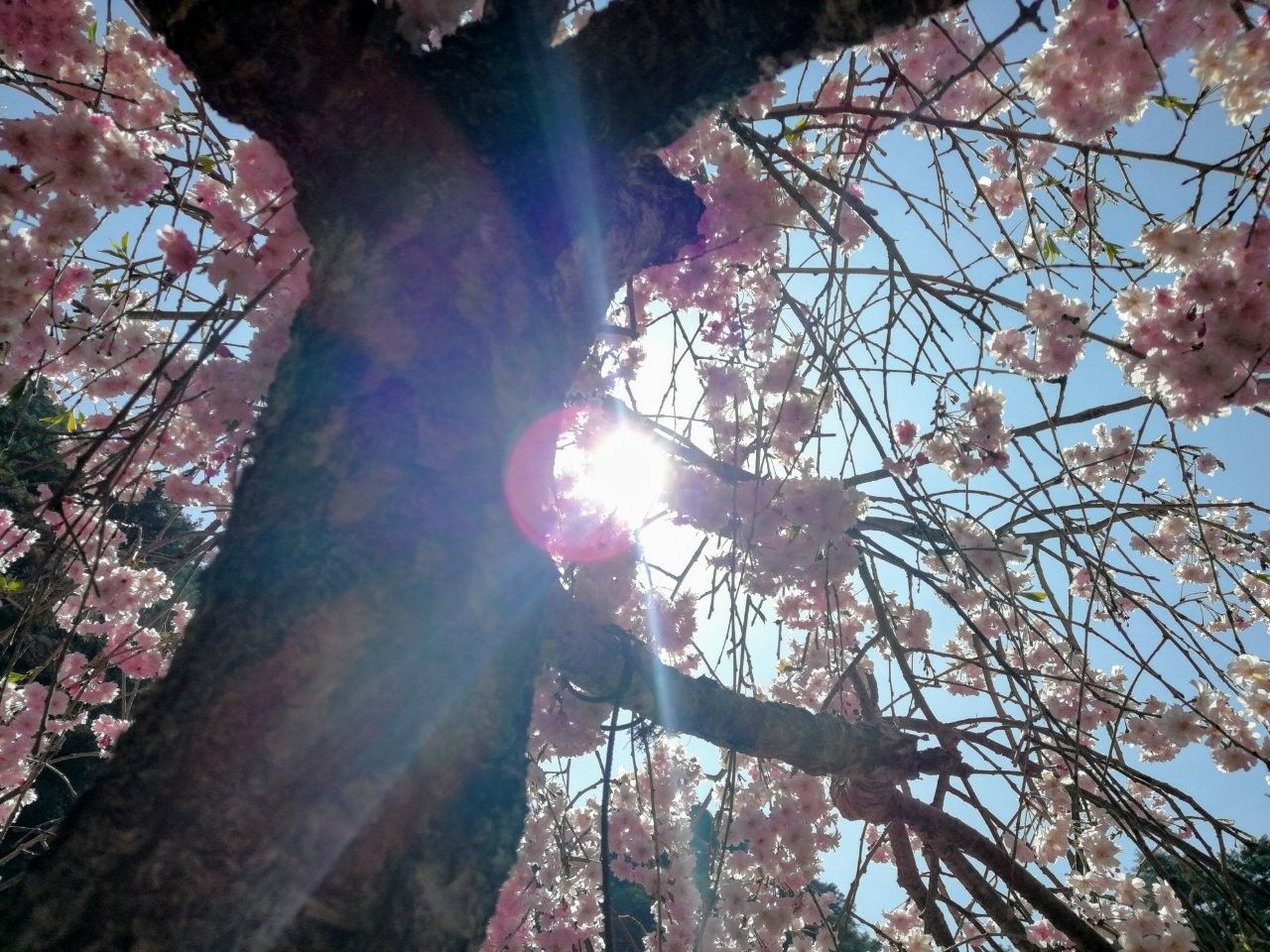 f:id:adagio-nijiiro:20190423142854j:image