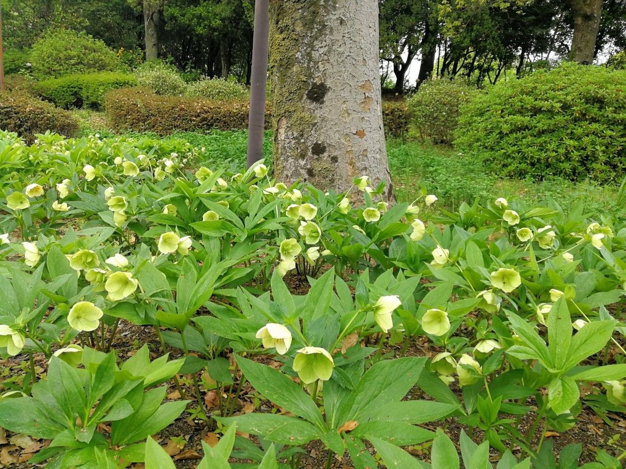 f:id:adagio-nijiiro:20190425235138j:image f:id:adagio-nijiiro:20190425235138j:image