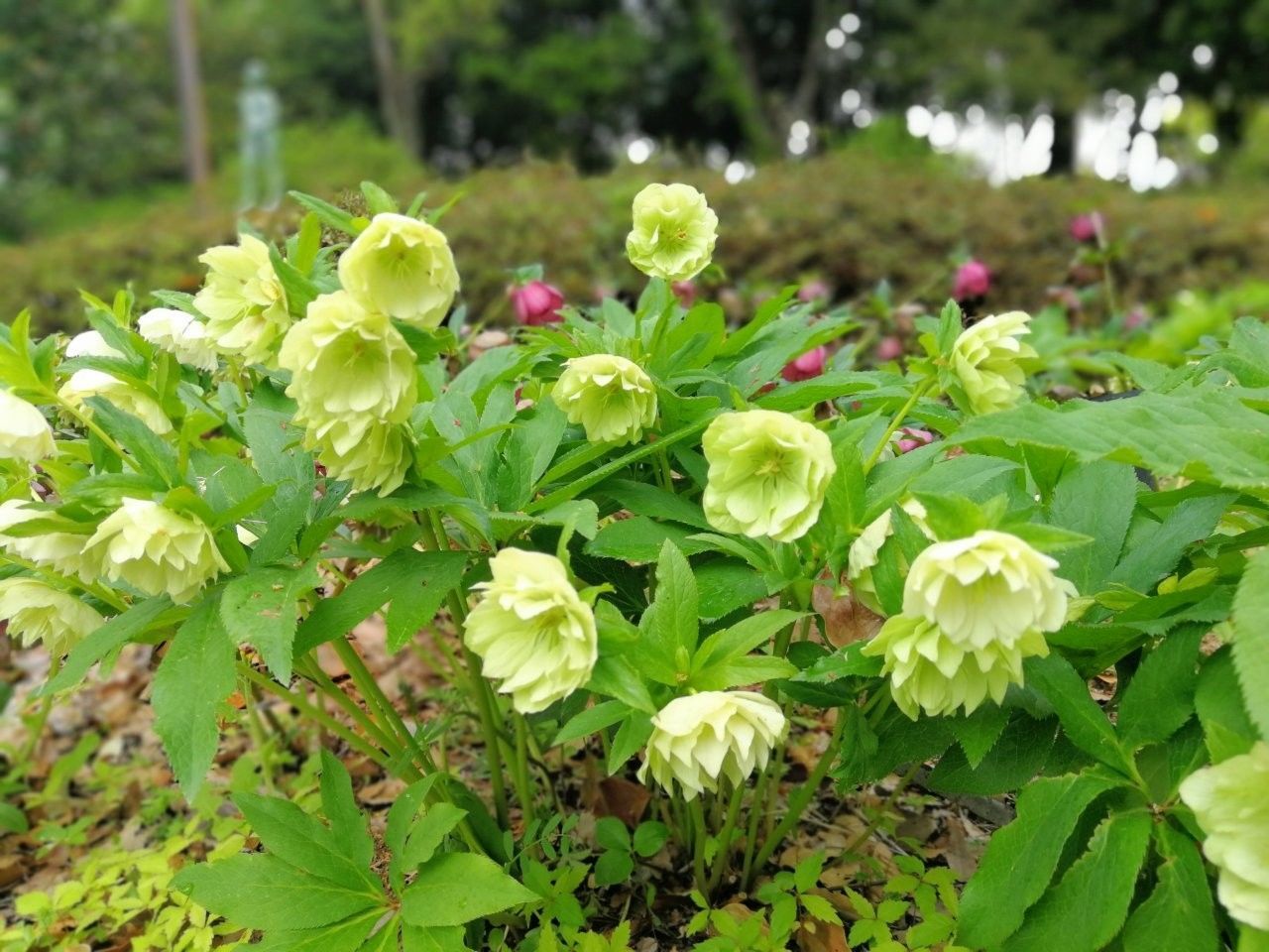 f:id:adagio-nijiiro:20190425235223j:image f:id:adagio-nijiiro:20190425235223j:image