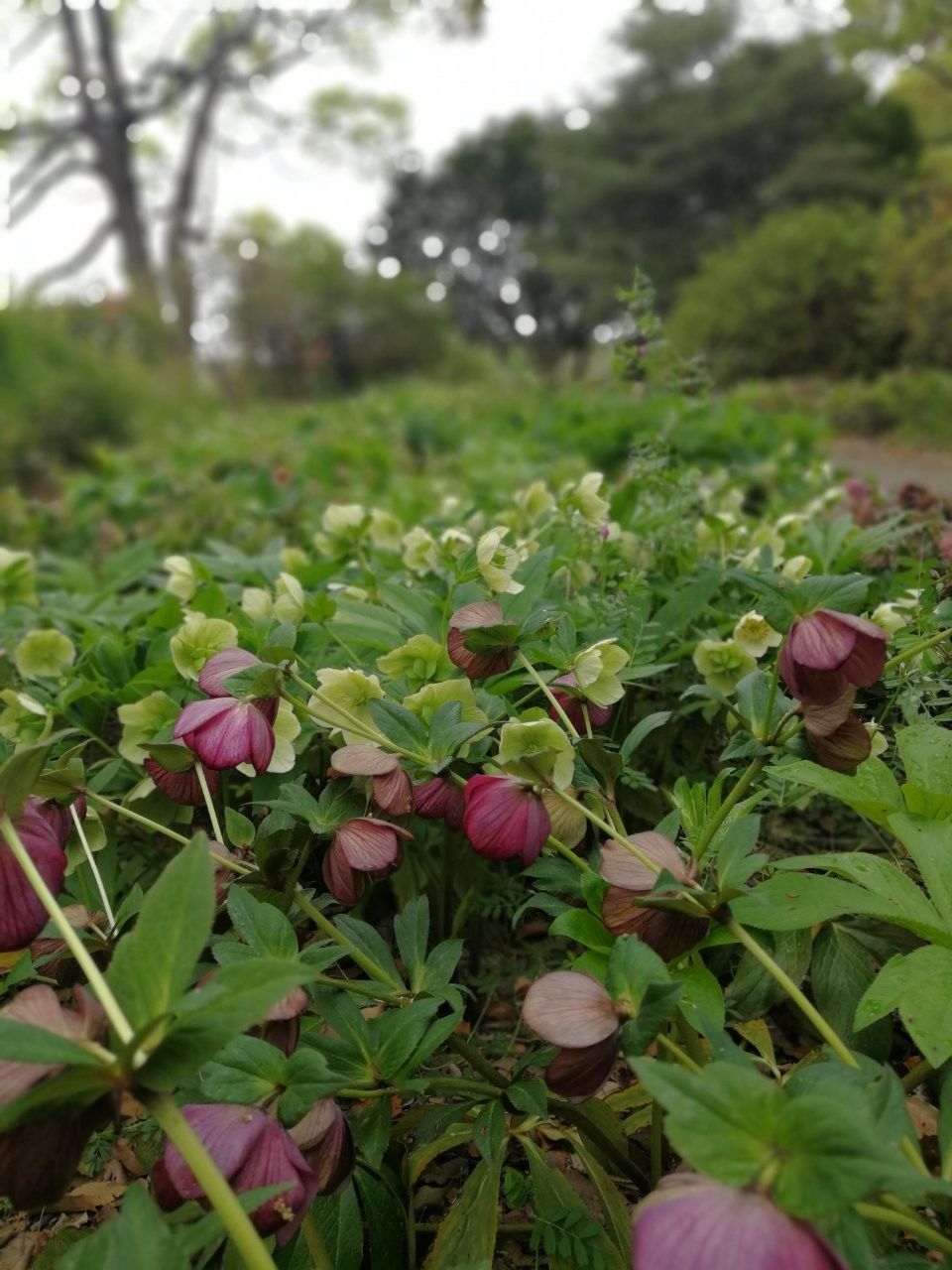 f:id:adagio-nijiiro:20190425235259j:image f:id:adagio-nijiiro:20190425235259j:image