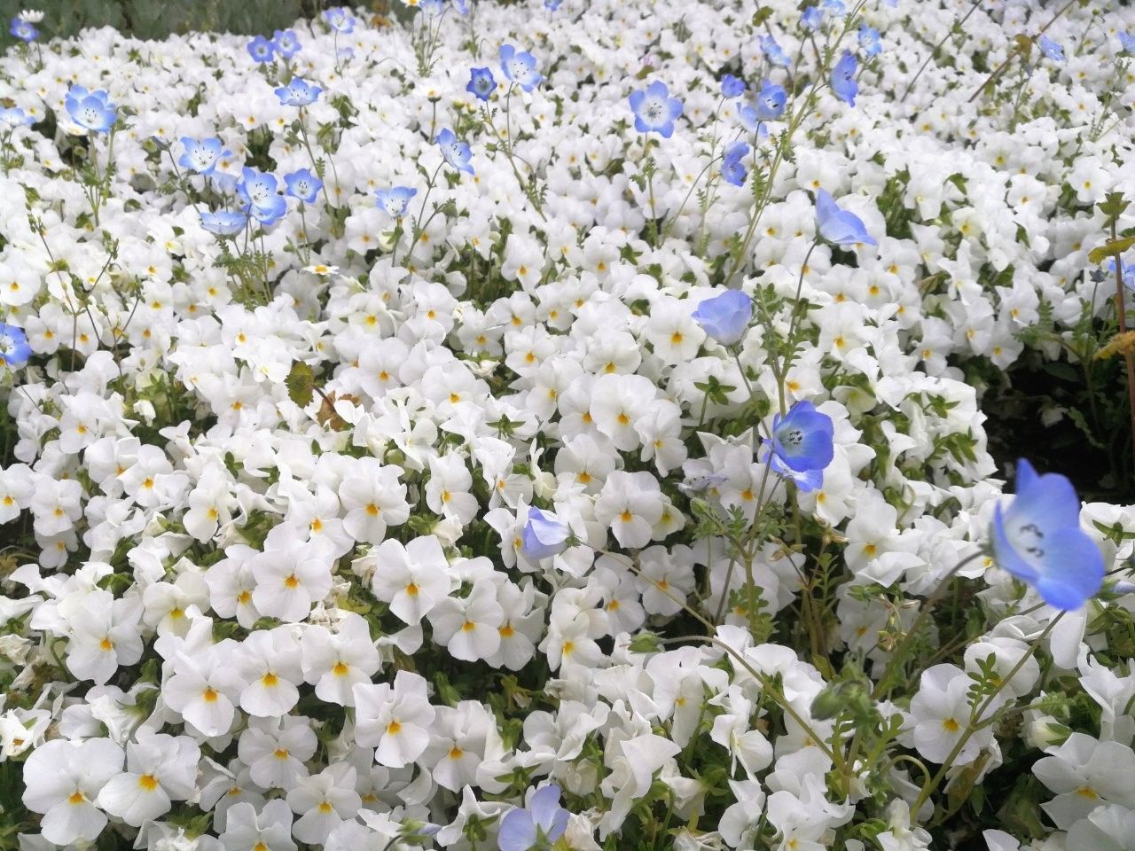 f:id:adagio-nijiiro:20190425235456j:image f:id:adagio-nijiiro:20190425235456j:image