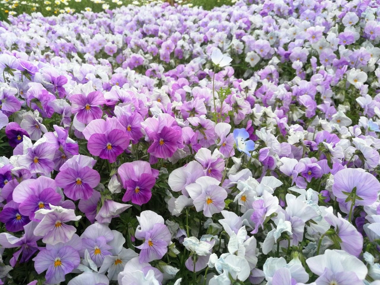 f:id:adagio-nijiiro:20190425235512j:image f:id:adagio-nijiiro:20190425235512j:image