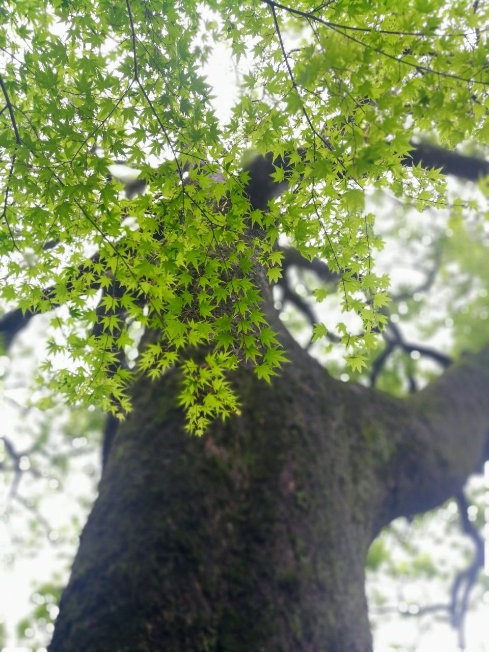 f:id:adagio-nijiiro:20190501230559j:image