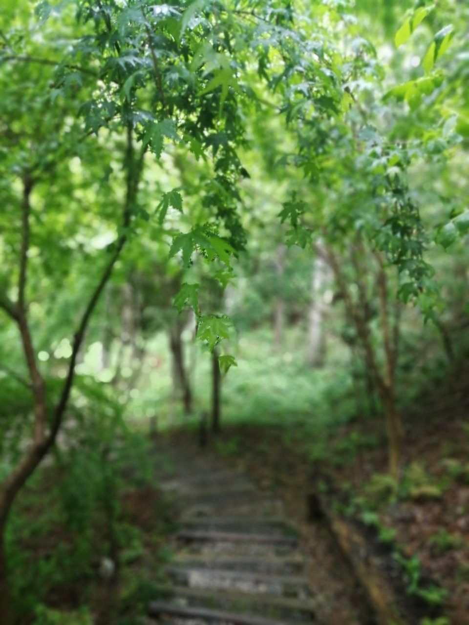f:id:adagio-nijiiro:20190501230853j:image