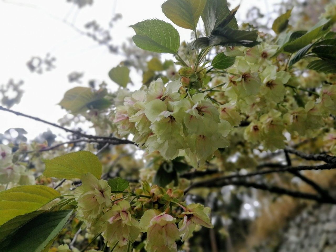f:id:adagio-nijiiro:20190502000445j:image