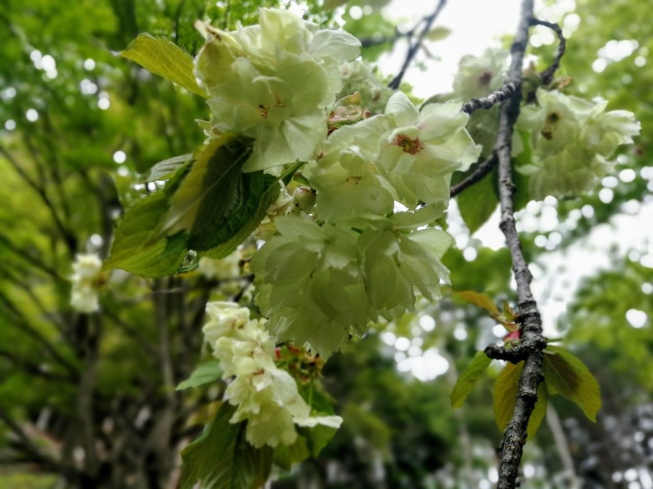 f:id:adagio-nijiiro:20190502000513j:image