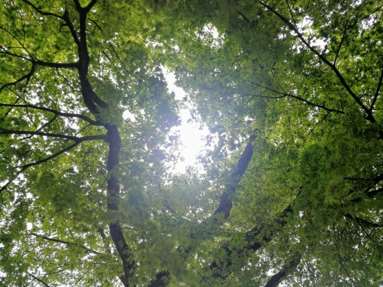 f:id:adagio-nijiiro:20190502000538j:image