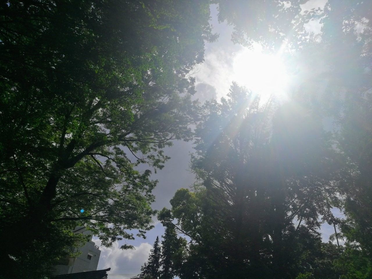 f:id:adagio-nijiiro:20190522005204j:image