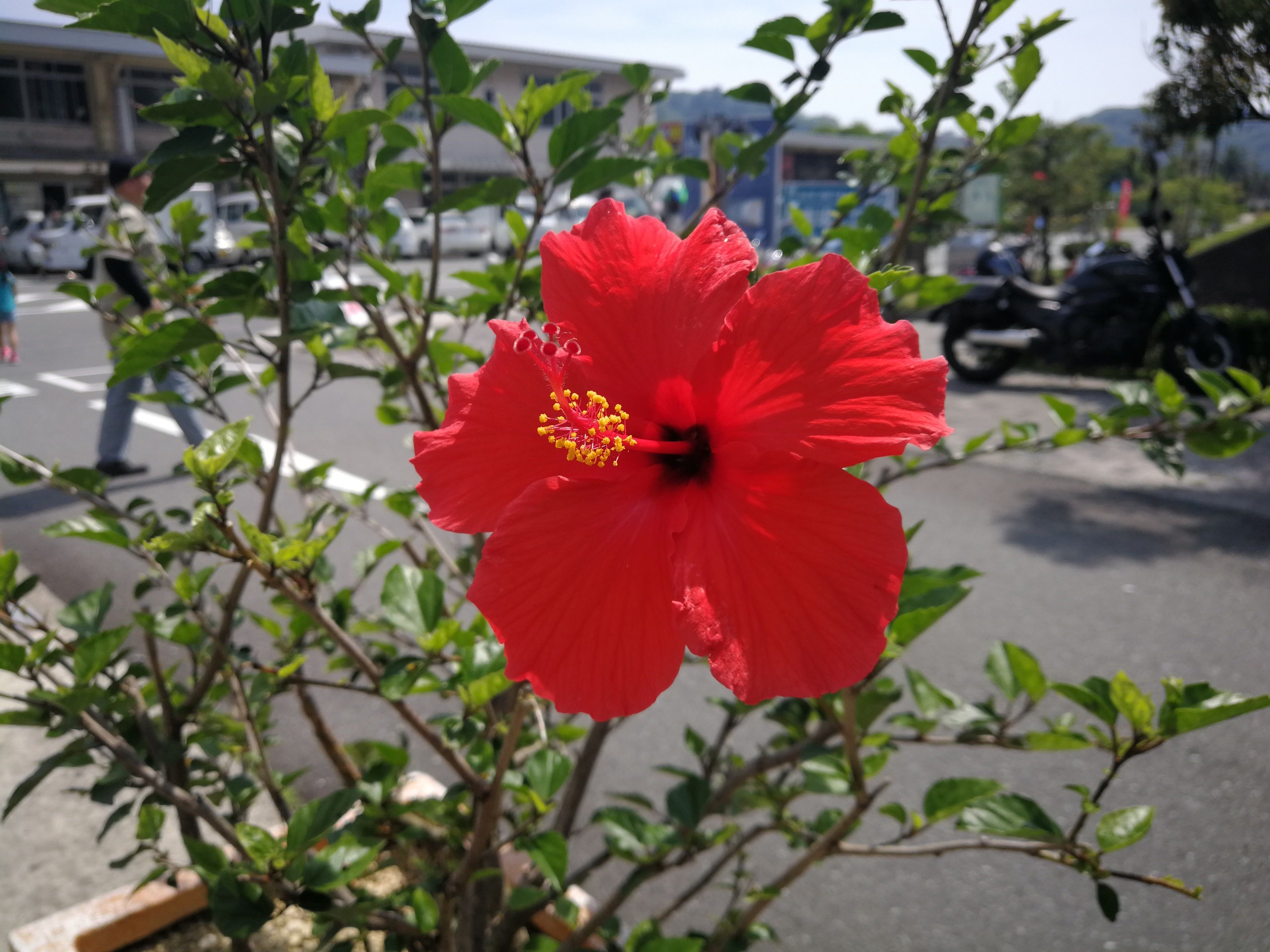 f:id:adagio-nijiiro:20190527134910j:image f:id:adagio-nijiiro:20190527134910j:image