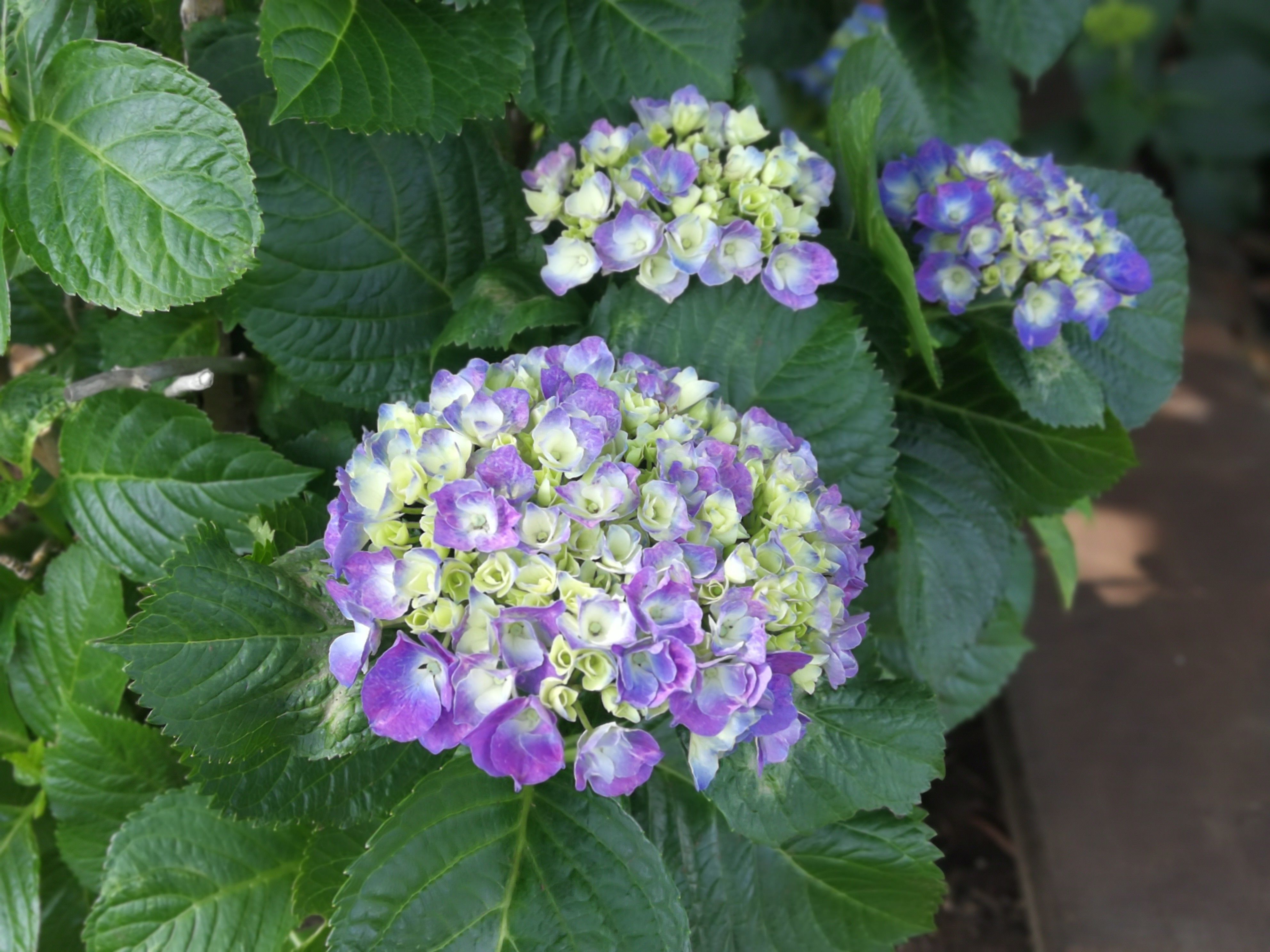 f:id:adagio-nijiiro:20190527135944j:image f:id:adagio-nijiiro:20190527135944j:image