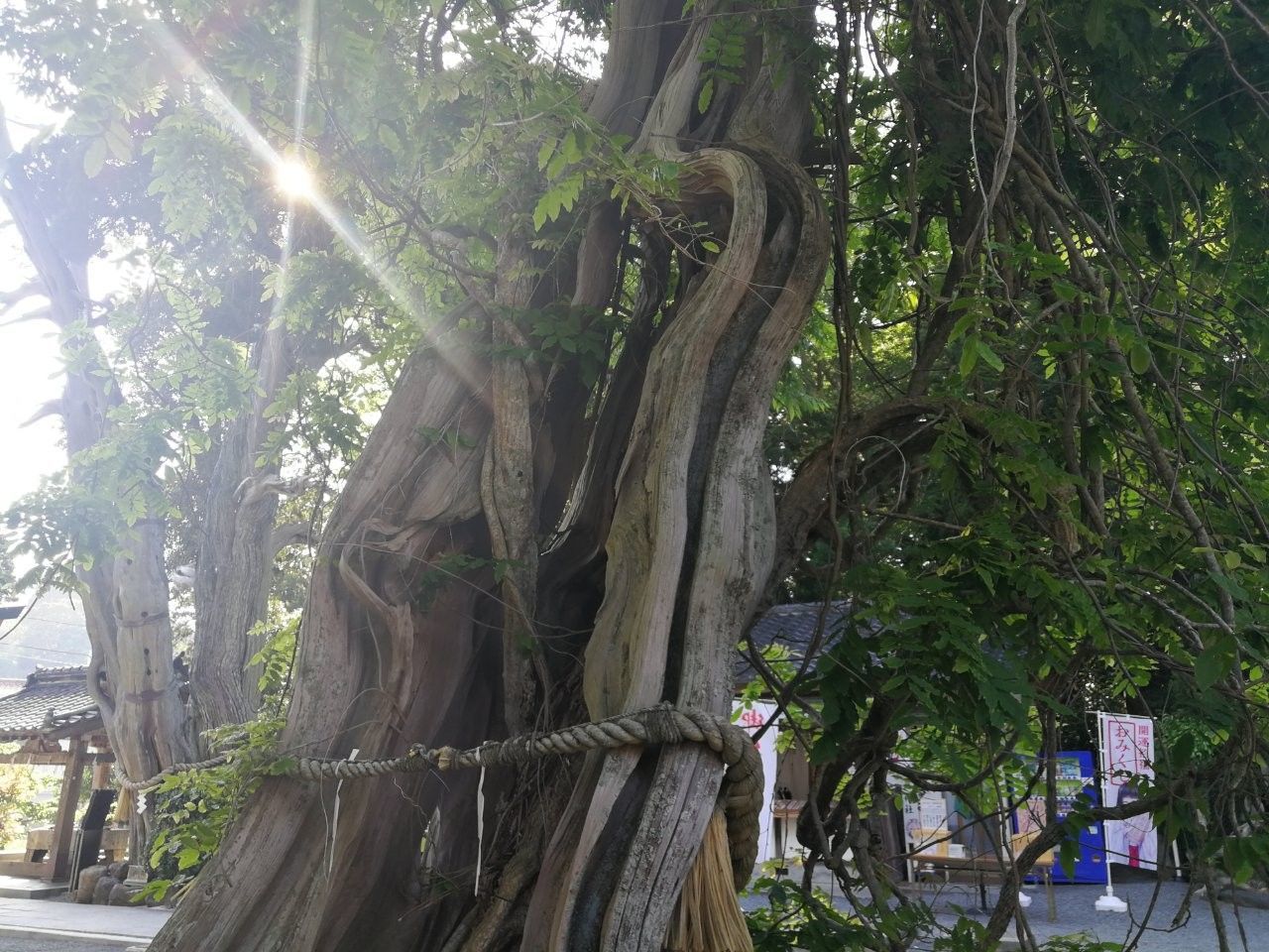 f:id:adagio-nijiiro:20190529010217j:image f:id:adagio-nijiiro:20190529010217j:image
