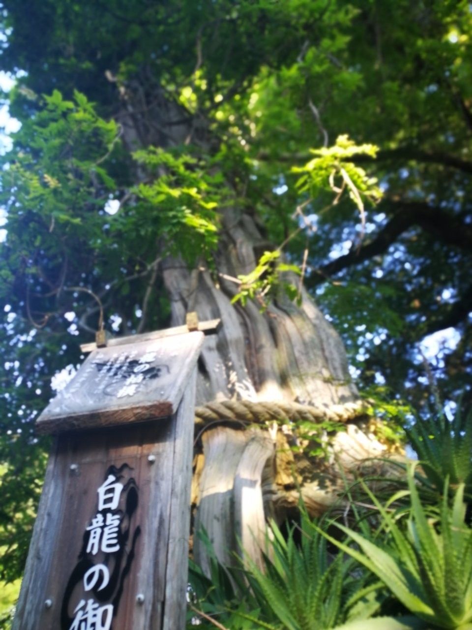 f:id:adagio-nijiiro:20190529011723j:image f:id:adagio-nijiiro:20190529011723j:image