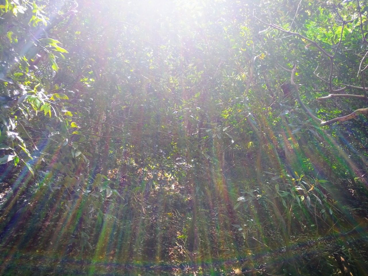 f:id:adagio-nijiiro:20190529111402j:image f:id:adagio-nijiiro:20190529111402j:image
