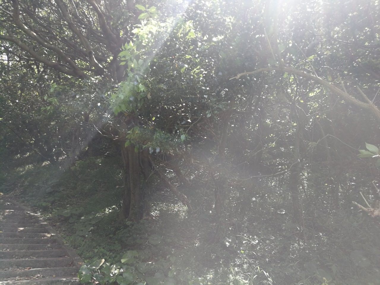 f:id:adagio-nijiiro:20190529113821j:image f:id:adagio-nijiiro:20190529113821j:image