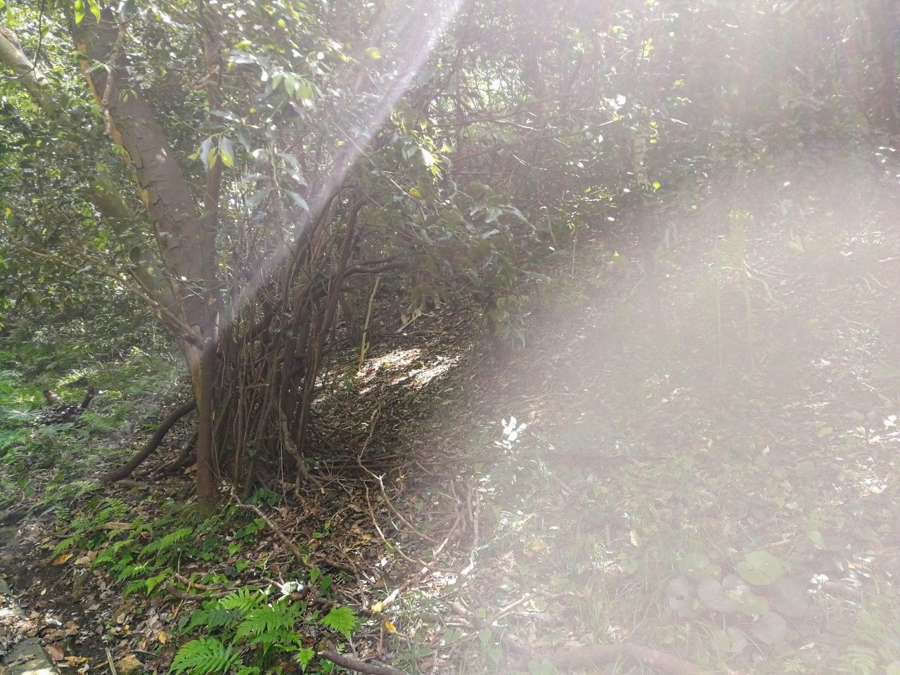 f:id:adagio-nijiiro:20190529114015j:image f:id:adagio-nijiiro:20190529114015j:image