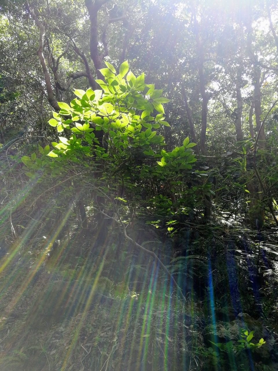 f:id:adagio-nijiiro:20190529114104j:image f:id:adagio-nijiiro:20190529114104j:image