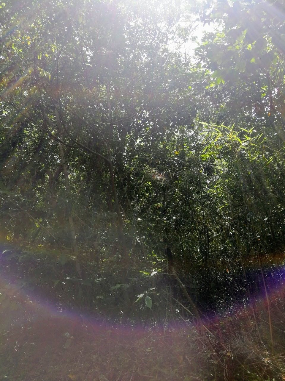 f:id:adagio-nijiiro:20190529114210j:image f:id:adagio-nijiiro:20190529114210j:image