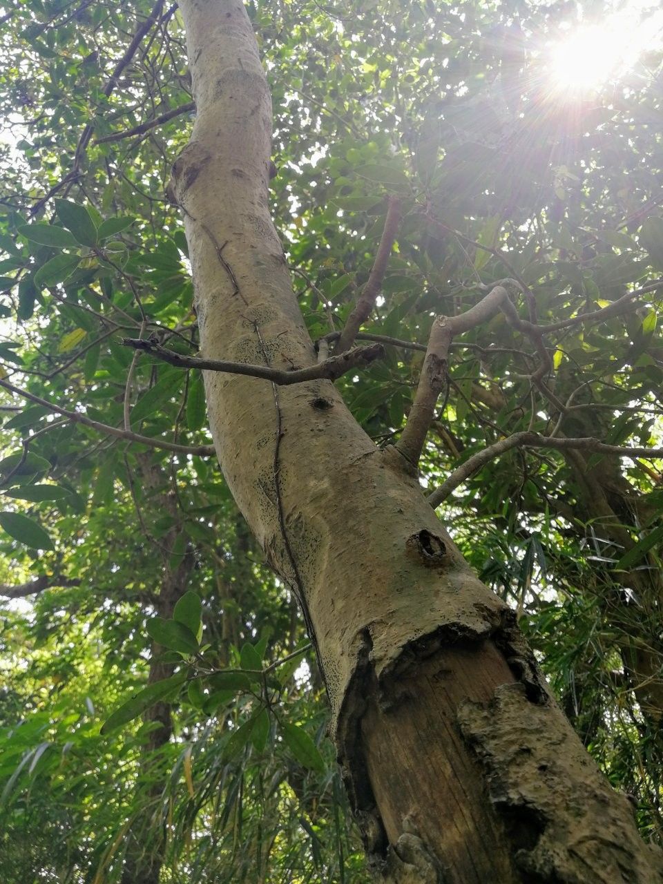 f:id:adagio-nijiiro:20190529114509j:image f:id:adagio-nijiiro:20190529114509j:image