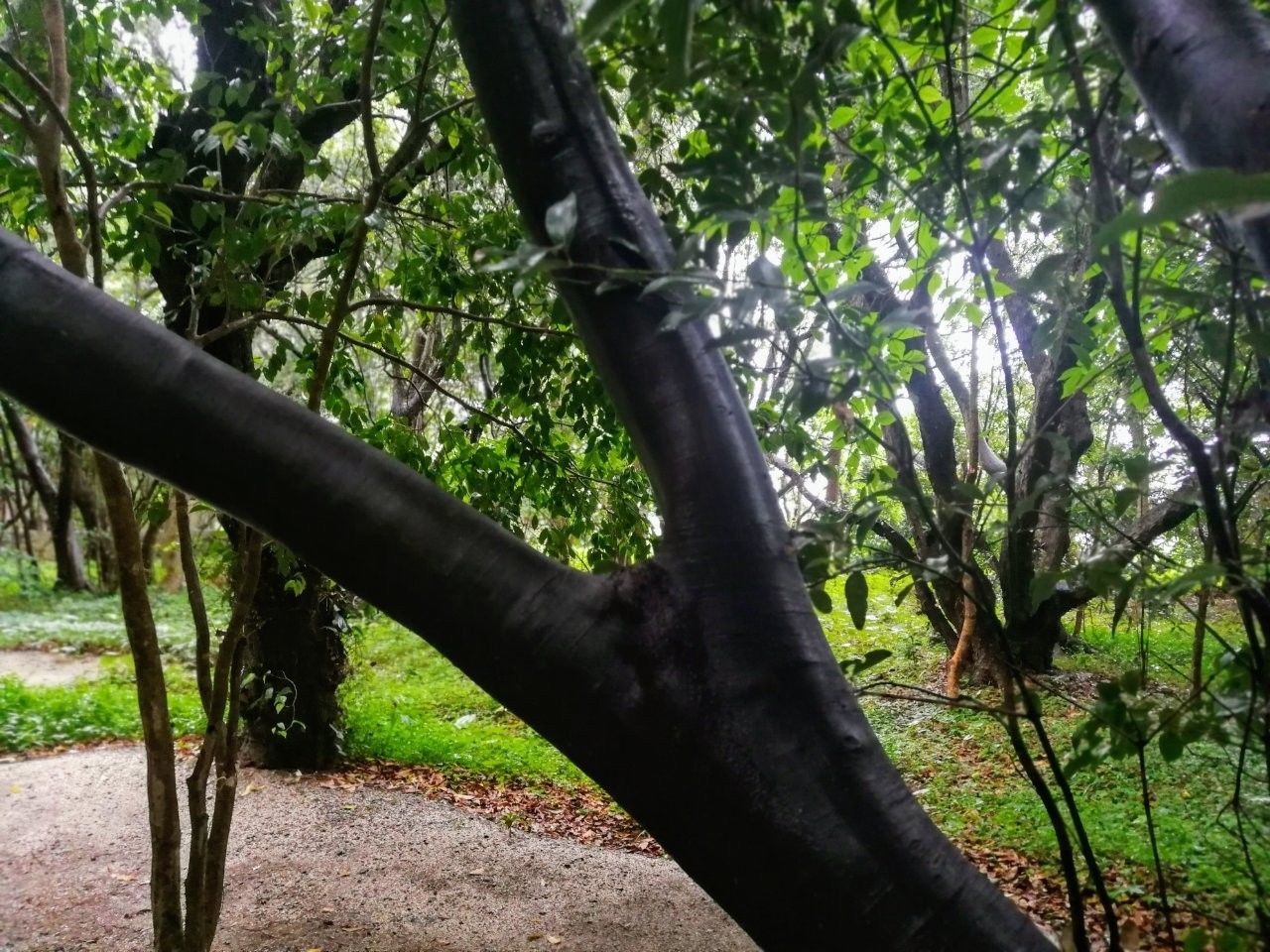 f:id:adagio-nijiiro:20190618002511j:image f:id:adagio-nijiiro:20190618002511j:image
