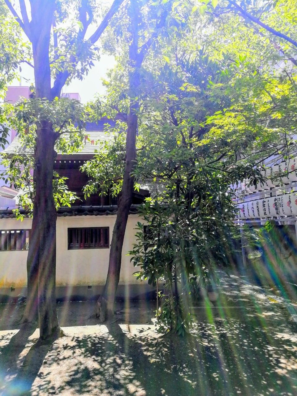 f:id:adagio-nijiiro:20190618121755j:image