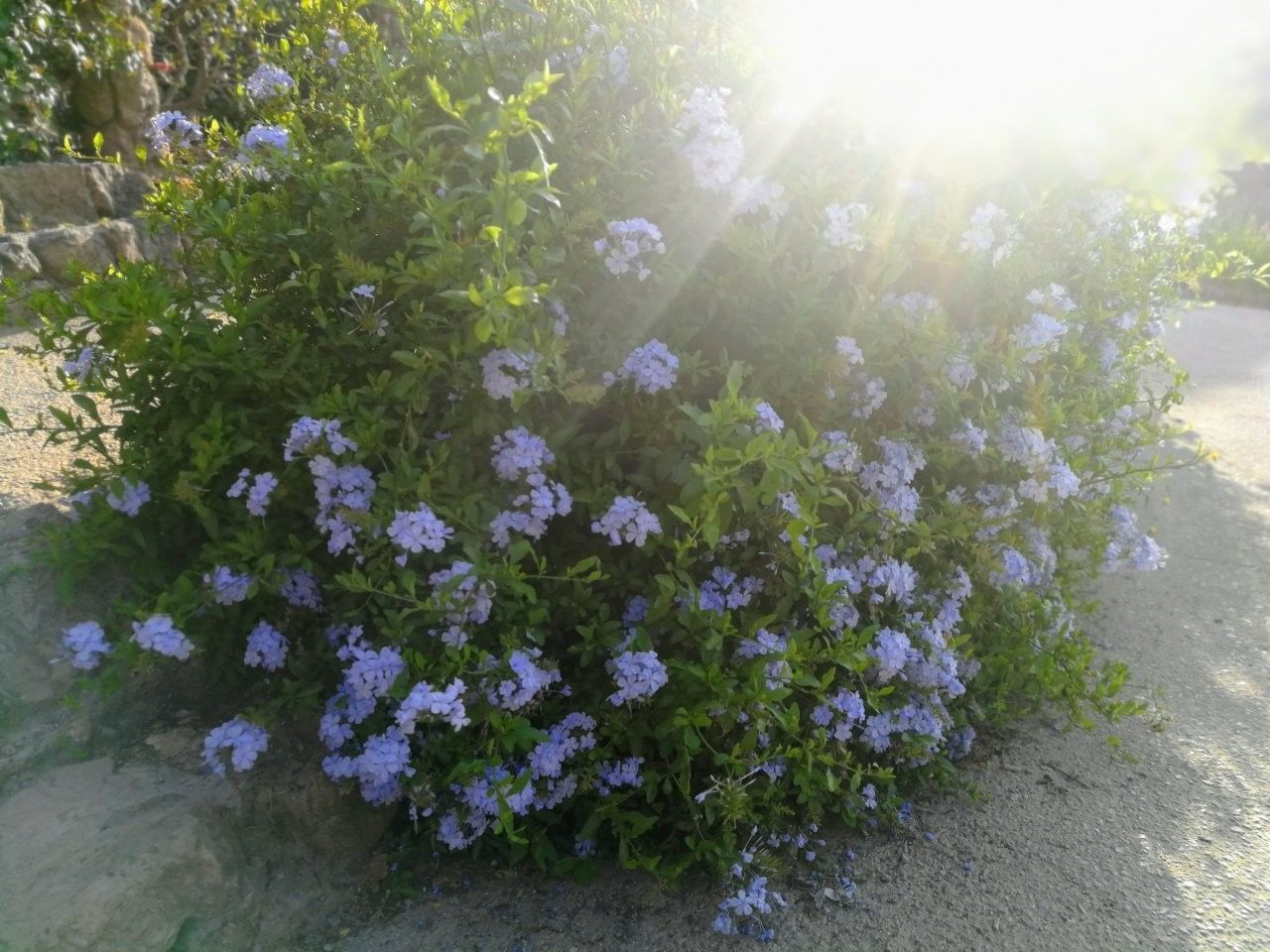 f:id:adagio-nijiiro:20190718001332j:image f:id:adagio-nijiiro:20190718001332j:image