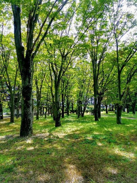 f:id:adagio-nijiiro:20190930214513j:image