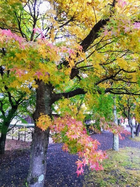 f:id:adagio-nijiiro:20191111234523j:image