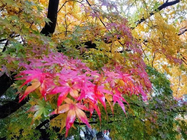 f:id:adagio-nijiiro:20191111234541j:image