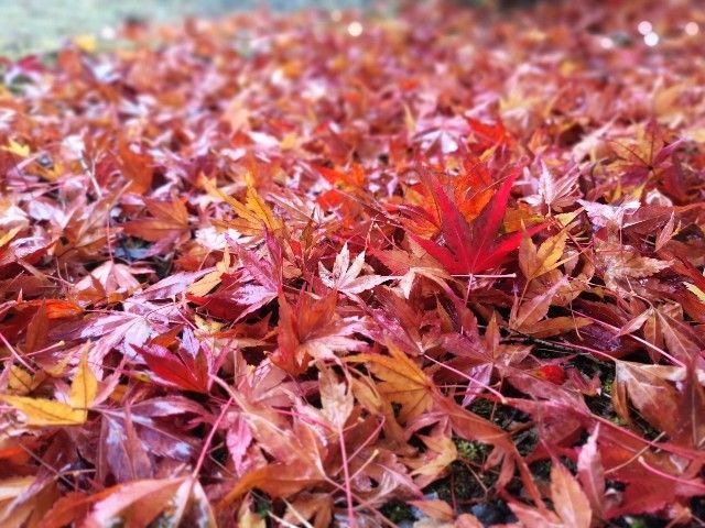 f:id:adagio-nijiiro:20191111234624j:image