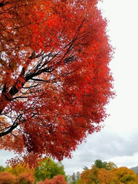 f:id:adagio-nijiiro:20191111234805j:image