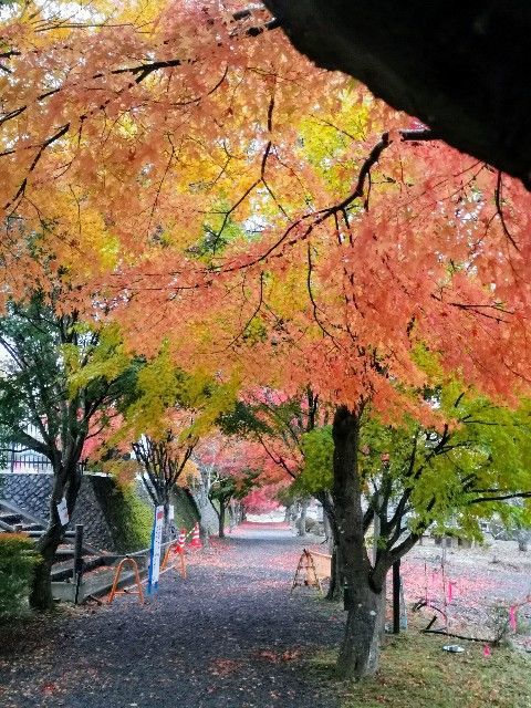f:id:adagio-nijiiro:20191111234832j:image