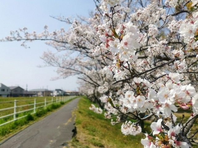 f:id:adagio-nijiiro:20200411170835j:image