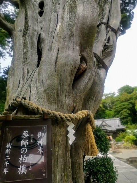f:id:adagio-nijiiro:20200623000900j:image f:id:adagio-nijiiro:20200623000900j:image