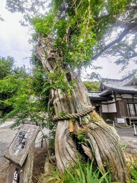 f:id:adagio-nijiiro:20200623000924j:image f:id:adagio-nijiiro:20200623000924j:image
