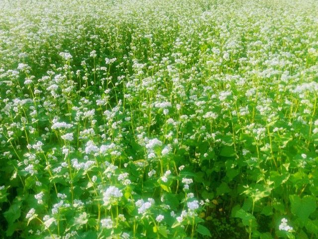 f:id:adagio-nijiiro:20200915144405j:image f:id:adagio-nijiiro:20200915144405j:image
