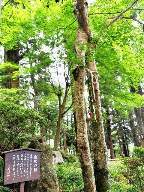f:id:adagio-nijiiro:20210616012000j:image