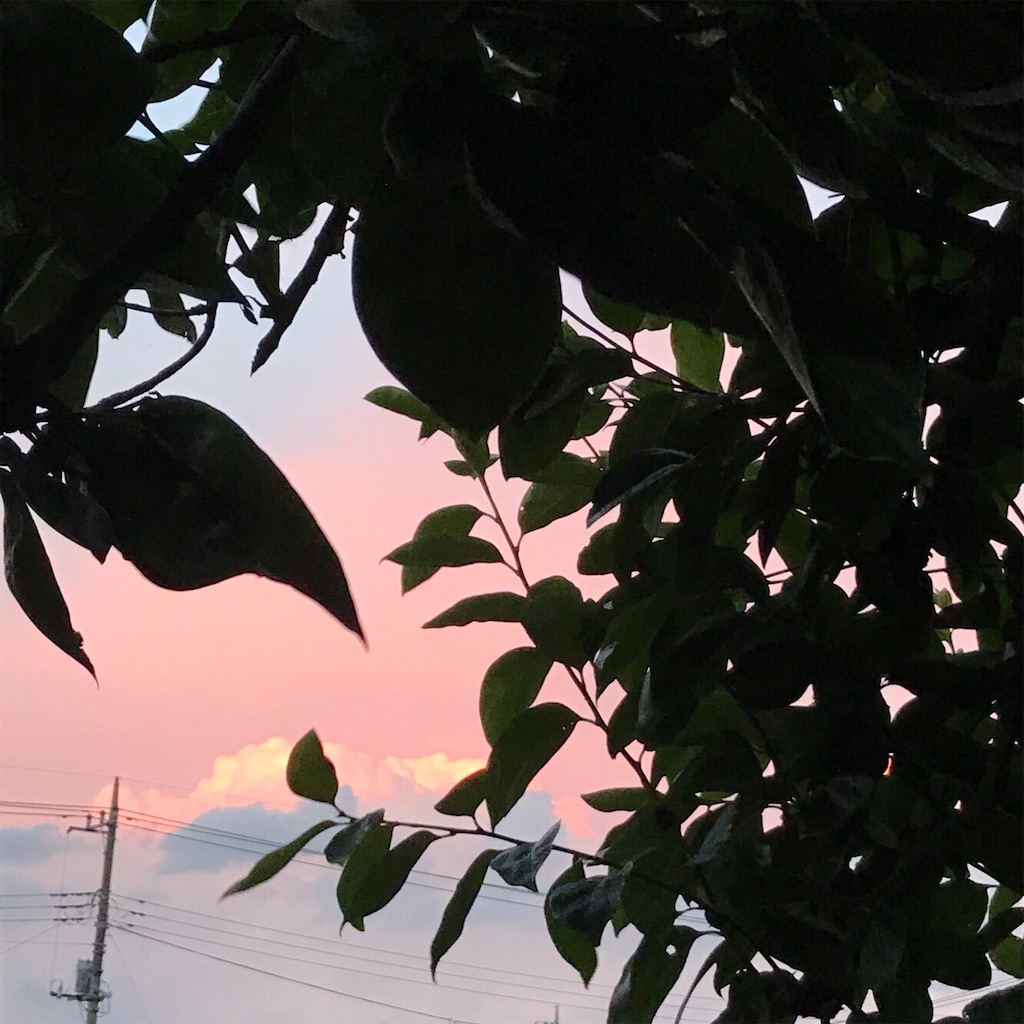 f:id:adamas111jp:20190124214827j:image f:id:adamas111jp:20190124214827j:image