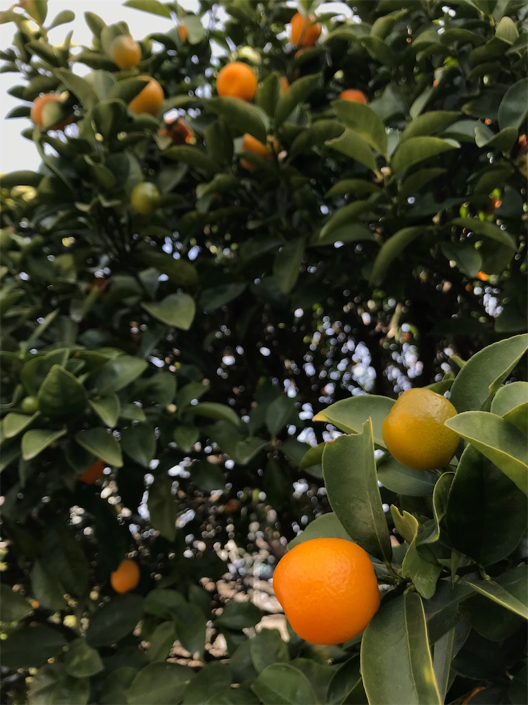 f:id:adamas111jp:20190201002238j:image