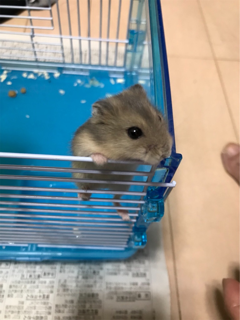 f:id:adamas111jp:20190315105613j:image f:id:adamas111jp:20190315105613j:image