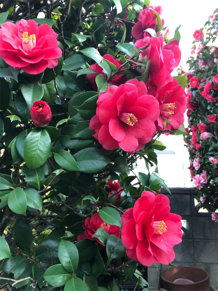 f:id:adamas111jp:20190409000637j:image f:id:adamas111jp:20190409000637j:image