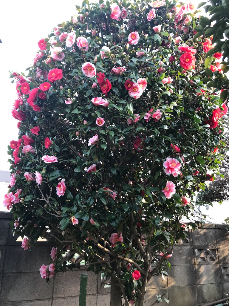 f:id:adamas111jp:20190409002022j:image f:id:adamas111jp:20190409002022j:image