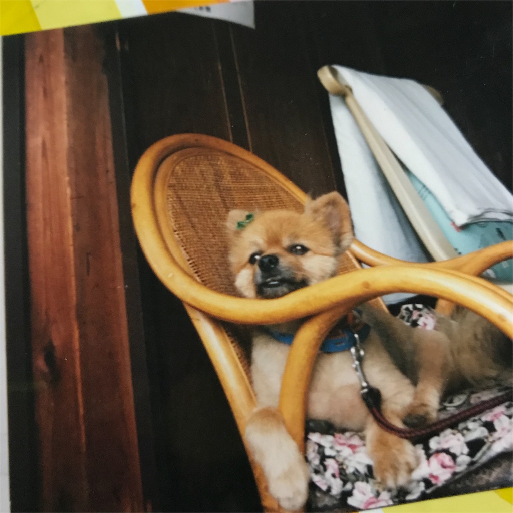 f:id:adamas111jp:20190521194232j:image f:id:adamas111jp:20190521194232j:image