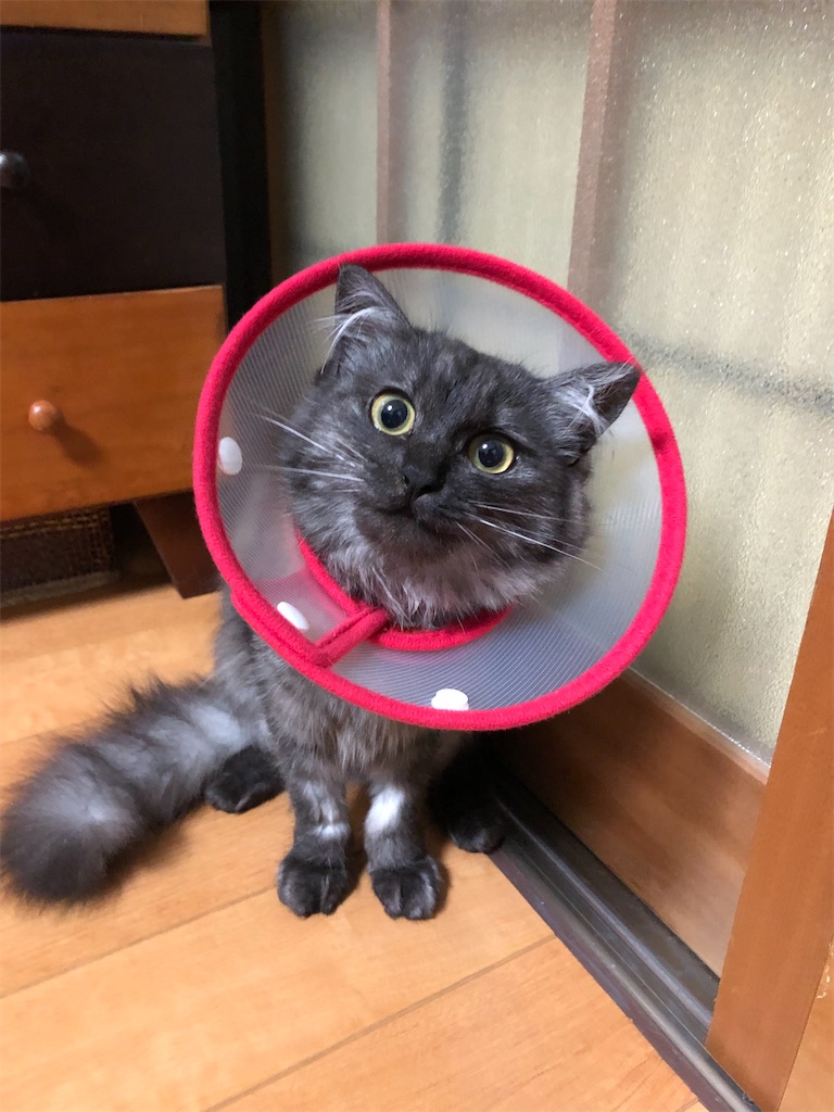 f:id:adamas111jp:20220530201911j:image